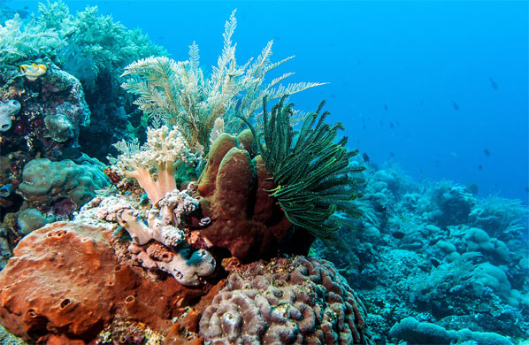 Bunaken, Indonesia