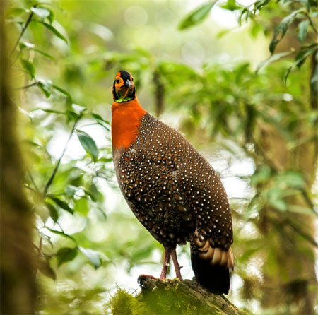 Great-Himalayan-National-Pa