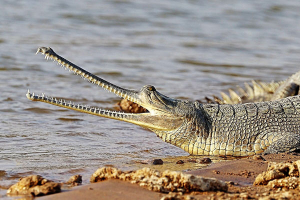 National Chambal Sanctuary