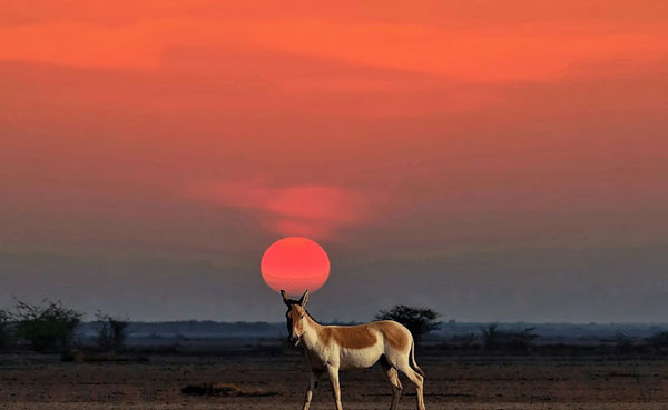 Rann of Kutch